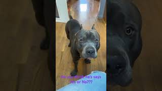 What Do You Think His Reply Was Yes or No music americanbully motivation christmas dog xmas [upl. by Soutor]