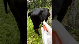 Vitamin injection in cattle  IM injection lagaye aasani se 💉 cow vet shorts [upl. by Farrison]