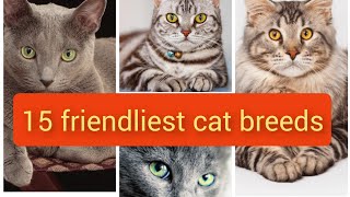 15 friendliest cat breeds most affectionate cat breeds [upl. by Luhem]