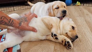 Chonky Labradors First Belly Rubs [upl. by Wootten]