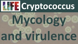 Cryptococcus mycology and virulence [upl. by Llenahs703]