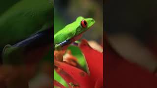 Tree Frog The Canopy Climber 🐸treefrog amphibians usa wildlife facts animalfacts [upl. by Centeno]