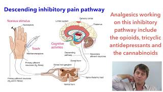 Acetaminophen paracetamol pharmacology [upl. by Anaira]