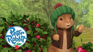 Peter Rabbit  Taking All of the Radishes  Cartoons for Kids [upl. by Ive]