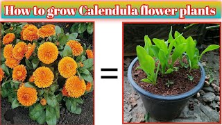 Know the right way to grow n care for calendula in pots  best way to grow calendula in or garden [upl. by Leann]