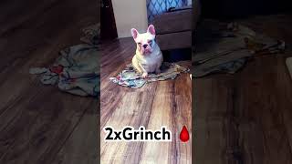 💖SAGE💖 frenchbulldog frenchie frenchies Grinch [upl. by Jon]