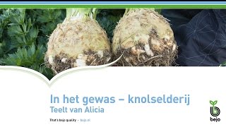 BEJO  In het gewas  Knolselderij  Plant en oogst Alicia [upl. by Amsden]