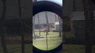 Trijicon Accupoint TR24 Amber Triangle Post 150 yard POV [upl. by Rogerson]