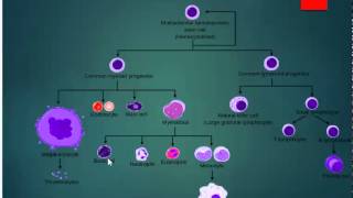 Hematopoiesis map [upl. by Lowenstern508]