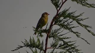 Groenling herkennen in beeld en geluid [upl. by Nnyletak929]