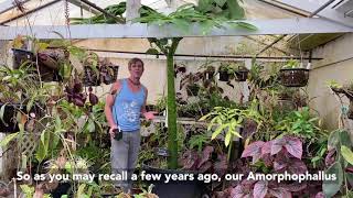 How to Grow an Amorphophallus titanum Corpse Flower [upl. by Bosson]