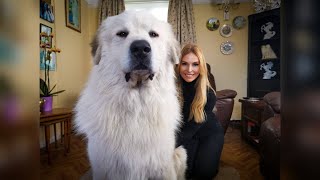 THE PYRENEAN MOUNTAIN DOG  DANGEROUS OR PROTECTOR  Great Pyrenees [upl. by Jaddan]