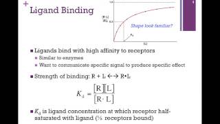 066Ligand Binding [upl. by Mathis]