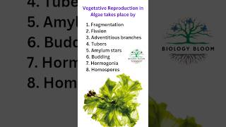 Vegetative Reproduction in Algae  neet algae ytshorts [upl. by Beverie58]