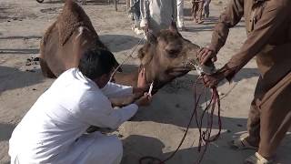 Camel Disease in Cholistan Desert in Pakistan Alarming Situation for WHO [upl. by Tabib]