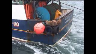 Trawlers Allegiance and Independence Demersal Pair trawling Otter trawl Yorkshire Scarborough Sea [upl. by Haimorej]