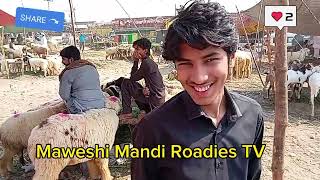 Live Soda  Kajle Chatre  Qurbani 2024  Bakre Mandi Shahpur Mawashi Mandi Roadies TV [upl. by Carroll]