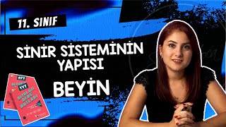 3 SİNİR SİSTEMİNİN YAPISI  BEYİN  11 SINIF  AYT BİYOLOJİ DERS NOTLARI  2024 [upl. by Nayve353]