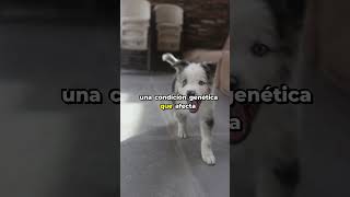 Este Perro Tiene Enanismo short curiosidades perros [upl. by Anilac]