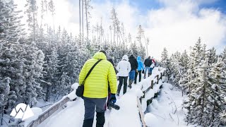 Yellowstone Snowshoe Tour with Wildland Trekking [upl. by Annhoj]