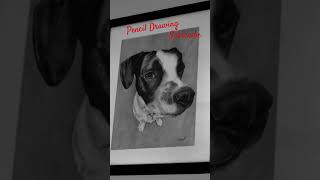 Dog pencil drawing drawingstyles pencildrawing love pencil artdrawing art dog doglover [upl. by Millisent]