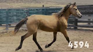 Wild horse online adoption June 2018 [upl. by Dranek]