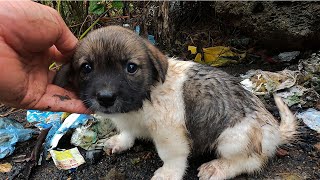 Homeless dog sitting crying in the cold rain is rescued [upl. by Razid]