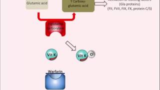 Warfarin  Mechanism of Action [upl. by Doroteya]