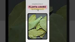 Como Propagar a Planta Louro [upl. by Eded]