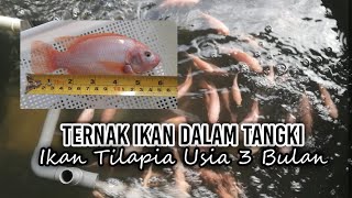 Ikan Tilapia Dalam Tangki Polytank Usia 3 Bulan  TV636 [upl. by Granger594]