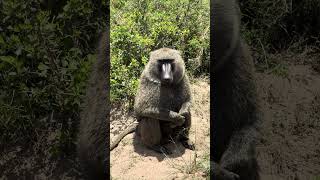 Baboon Comes to the Mara for Water kenya masaimara safari [upl. by Paynter420]