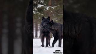 Majestic Snow Black Wolf and Female Black Wolf A Magical Winter Moment [upl. by Baumbaugh529]