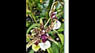 Oncidium Orchideen [upl. by Neelrad]