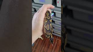 Bongo Red Gene Yellowbelly 🔥🔥 snakes ballpython reptile [upl. by Lindy]