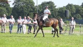 Gert van den Hof Show Zadelmak Maken 2e Merrie in Haulerwijk 25 Augustus 2013 [upl. by Grannias]