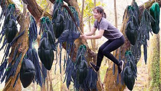 WOMEN Harvesting Forest Drumstick Fruit for cook delicious dishes  Harvesting And Cooking [upl. by Hughmanick]