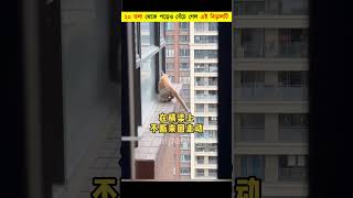 এই বিড়ালটির দুঃসাহসিক অভিযান😮  The HeartStopping Rescue of a Cat  shorts [upl. by Airpal]