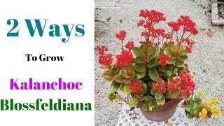 2 Ways To Grow Kalanchoe Blossfeldiana [upl. by Nagam664]