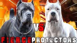 Cane Corso vs Dogo Argentino  Dogo Argentino vs Cane Corso  Powerful Guard Dog  Billa Boyka [upl. by Lecrad]