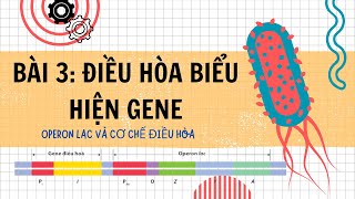 Bài 3 Điều Hòa Biểu Hiện Gene Operon Lac ở E coli  Bài Giảng Chi Tiết Sinh Học Lớp 12 [upl. by Anaujait918]