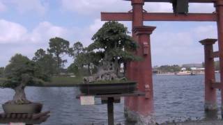 Bonsai  Epcot Flower and Garden Show 2011 Display [upl. by Grimaud]