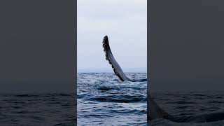 Humpback Pectoral Fin Slapping for whale watchers [upl. by Alekim410]