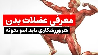 عضلات بدنت رو بشناس ورزش ورزشکاران عضله sports [upl. by Akeenat]