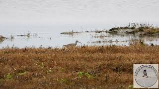 Group of Whimbrel pay a visit to the Deltaport [upl. by Ilsa]