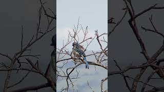 Animal Moments  Beautiful Blue Scrub Jay Excitedly Looks Around [upl. by Madel]