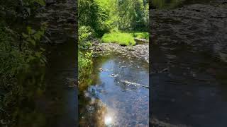 Nine Mile Creek in Bloomington Minnesota nature exploreminnesota bloomingtonminnesota [upl. by Edmondo]