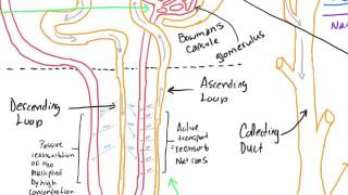 Nephron Physiology and Renal Failure Paramedic [upl. by Neirual249]