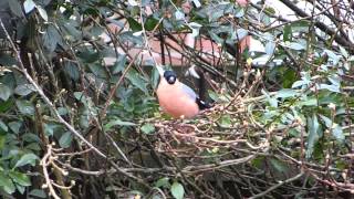 Male Bullfinch Singing [upl. by Coates]