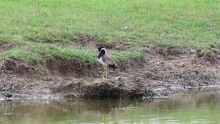 Indische kievit  Redwattled lapwing at Oranjezon 31072024 [upl. by Colier]