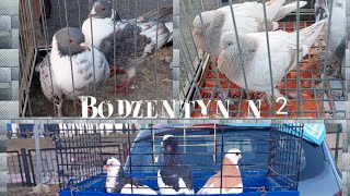 TARG BODZENTYN 10032024 CZĘŚĆ 2 gołębie indyki koguty🐦🦃🐓   jeden z najstarszych targów [upl. by Kalvn]